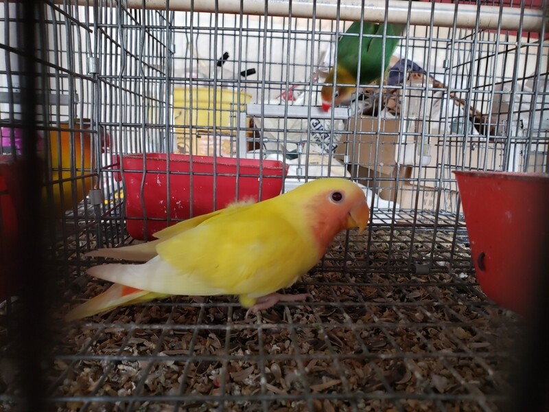 Yellow Lutino red eye  Peachface Lovebird