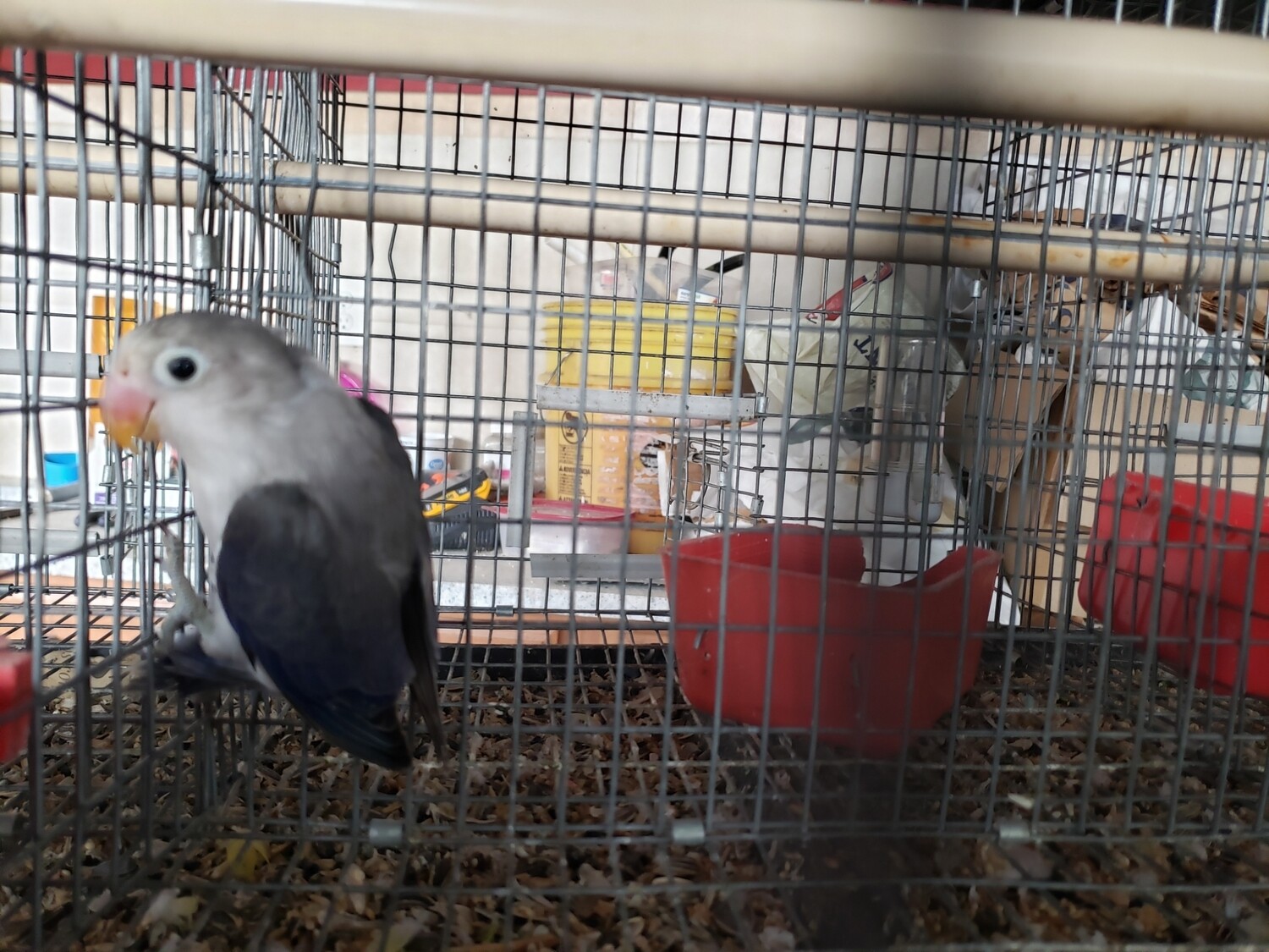 Violet Euwing Male Fisher Lovebird
