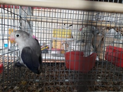 Violet Euwing Male Fisher Lovebird