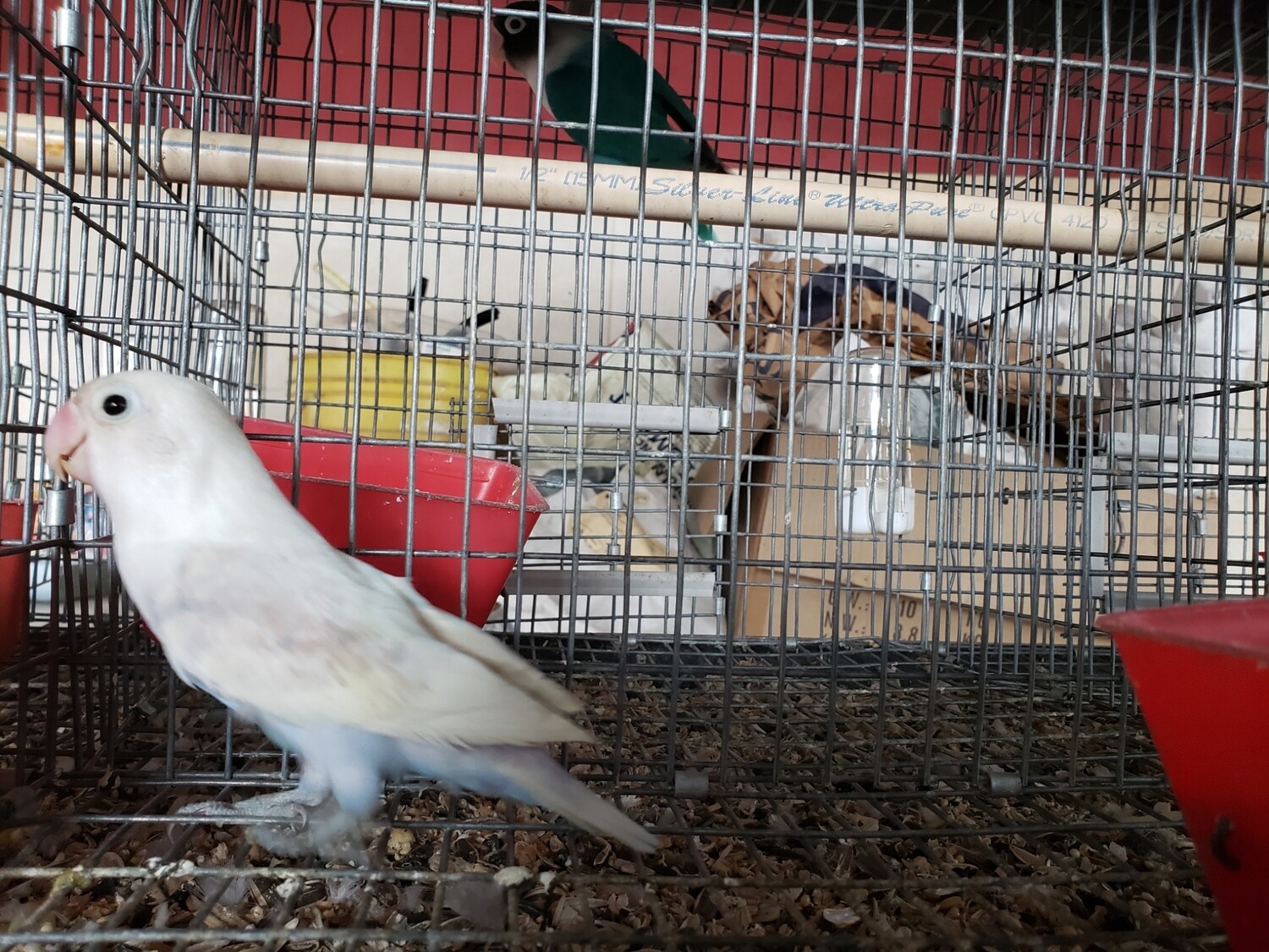White head Acual Male Fisher Lovebird