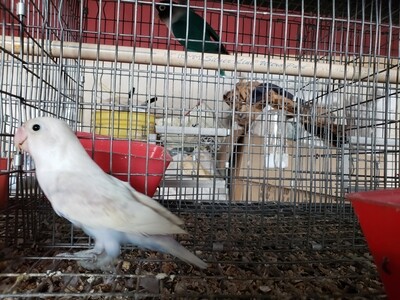 White head Acual Male Fisher Lovebird