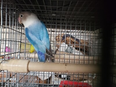 Blue Female Fisher Lovebird