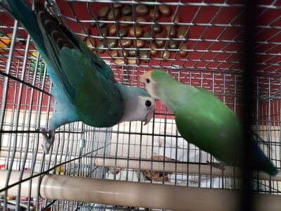 Peach Face Lovebird Pair ( male & female) Peach Face Lovebird Pair ( male & female)