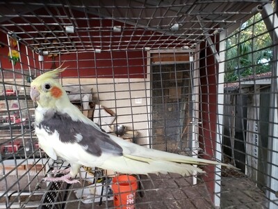Beautiful Arlequin Cockatiel Beautiful Arlequin Cockatiel