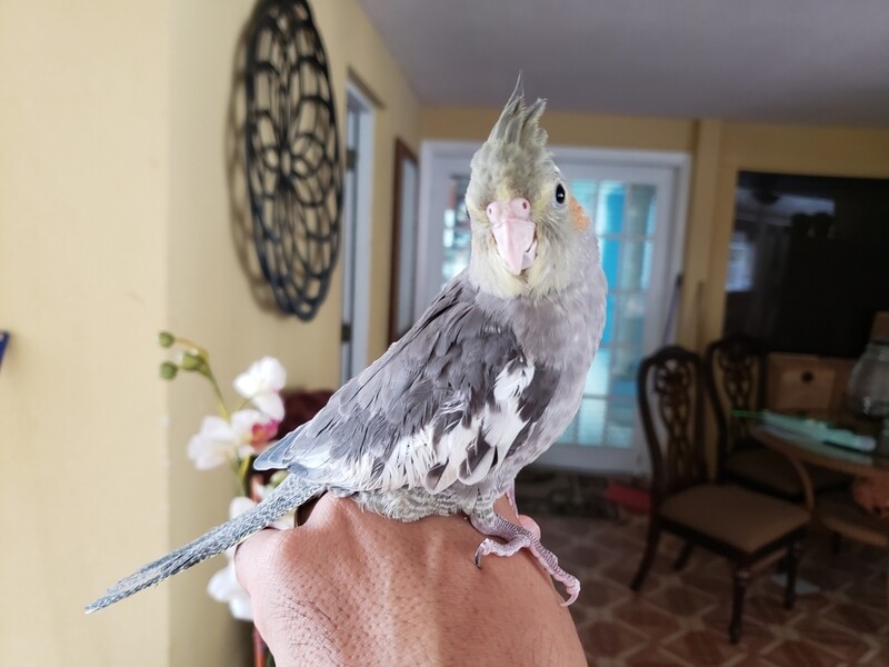 Baby Gray W weaned Cokatiel