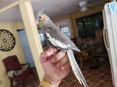 Baby Gray Cockatiel