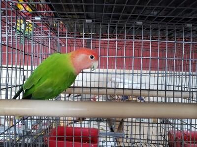 Green Opaline Peachface Lovebird Green Opaline Peachface Lovebird