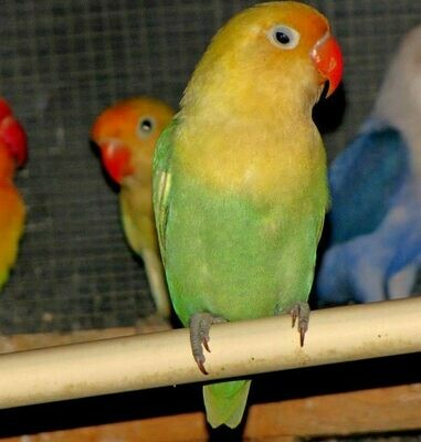 Lovebirds