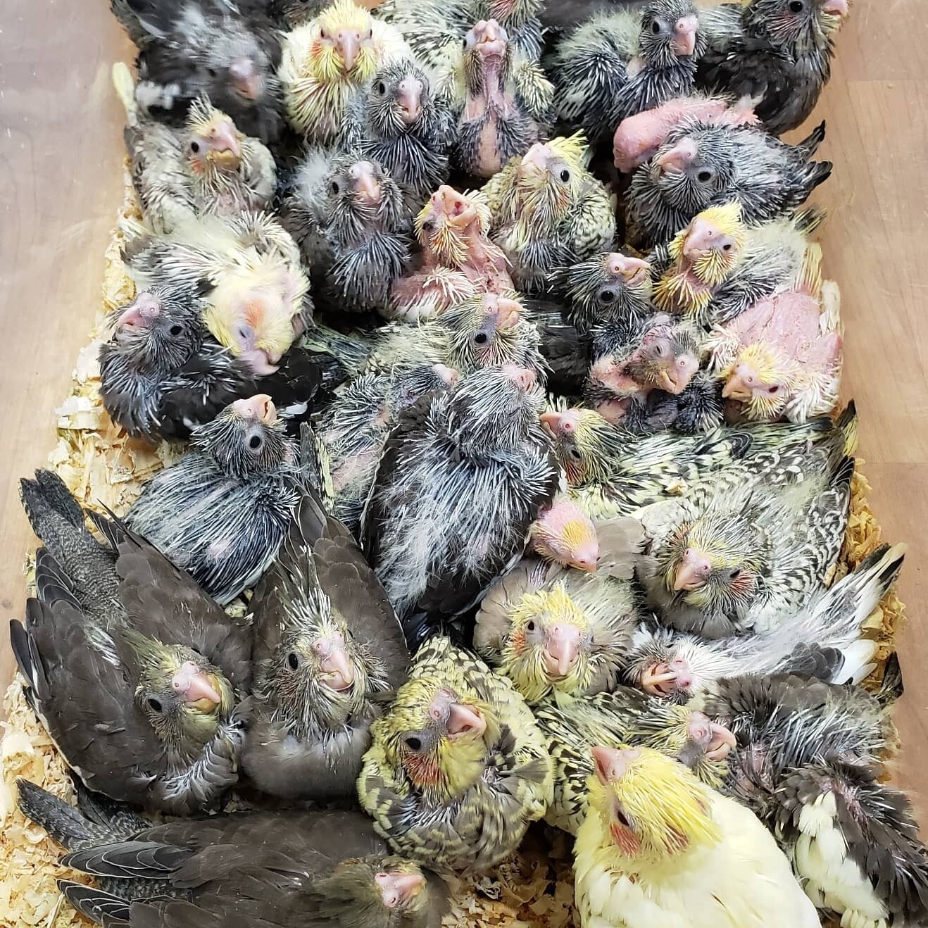 37 baby Cockatiels Unweaned