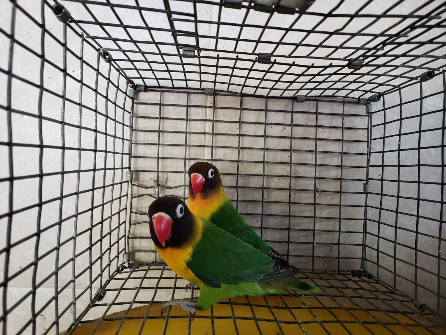 2 black mask lovebirds male and female