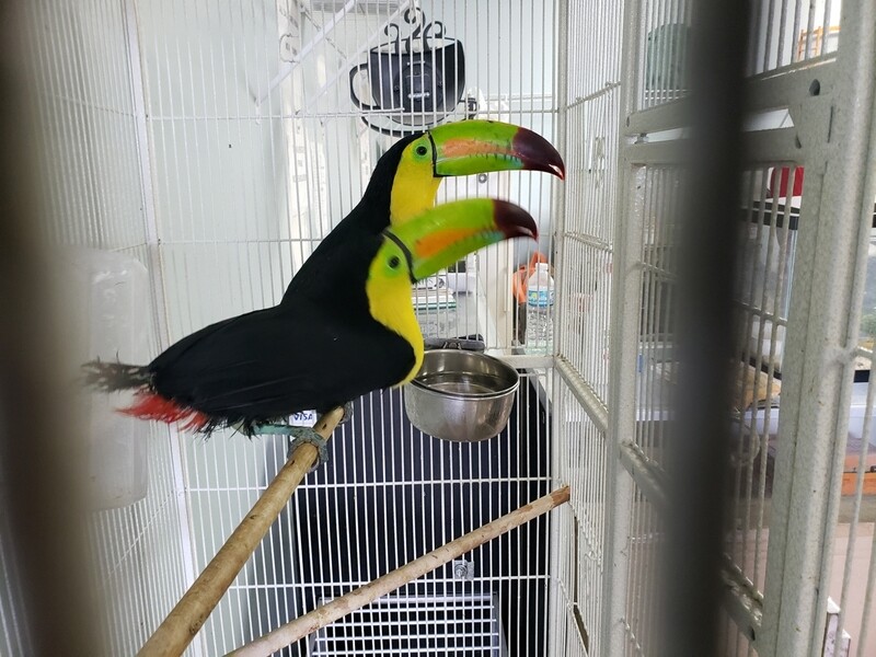 1 Toucan Pair Male &amp; Female