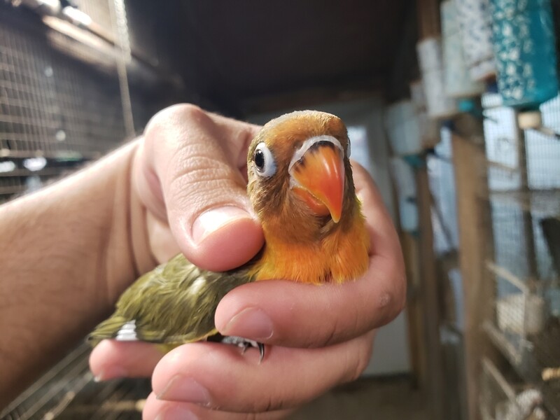 Beautiful baby lovebird