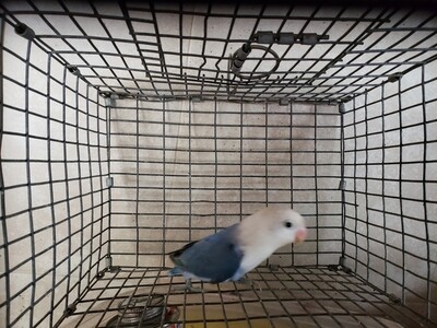 Clean white head violet blue fisher lovebird