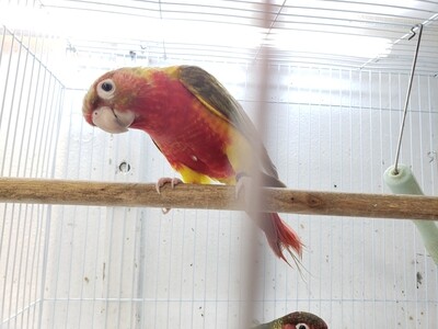 1 Green CheckConure Pineapple Red Factor ( Female DNA Tested