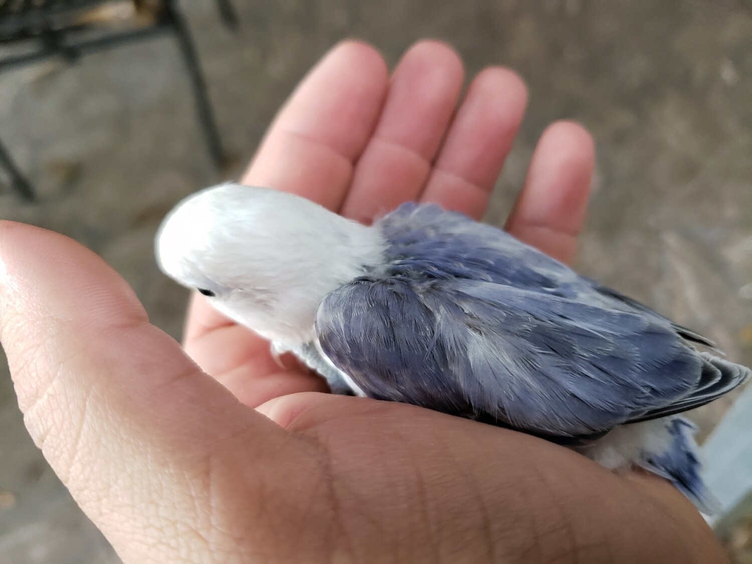 Clean white head violet blue fisher lovebird