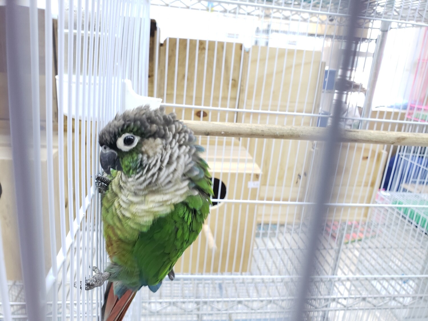 1 Green Cheek Conure Male