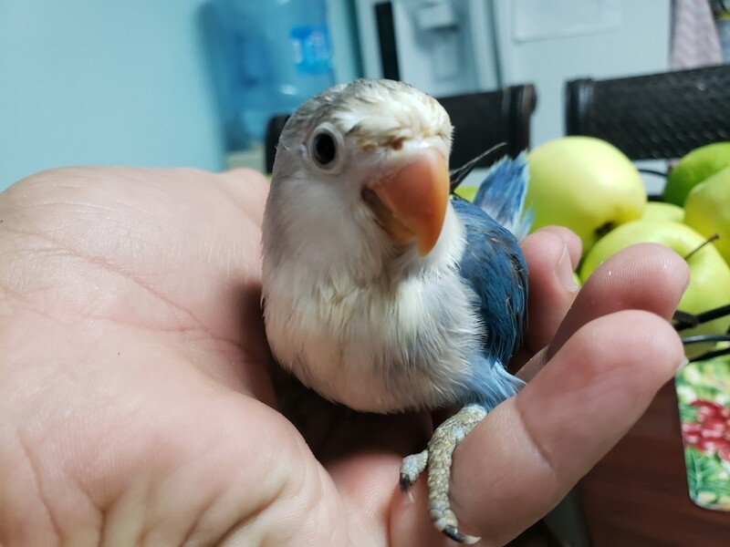 Blue Baby fisher Lovebird handfeed Unweaned ( Pre-Order)