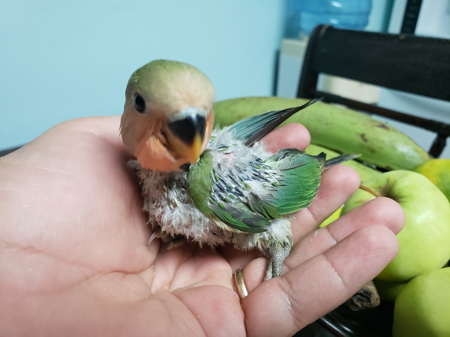 Green peachface Baby lovebird
