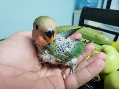 Green peachface Baby lovebird
