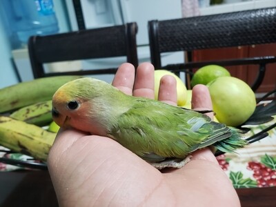 Baby green peach face lovebird