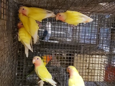 6 Yellow Lutinos red eyes Peachface Lovebirds Special( including Shipping)