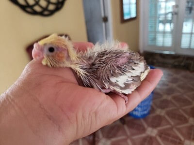 Baby Cockatiel - Pre Order