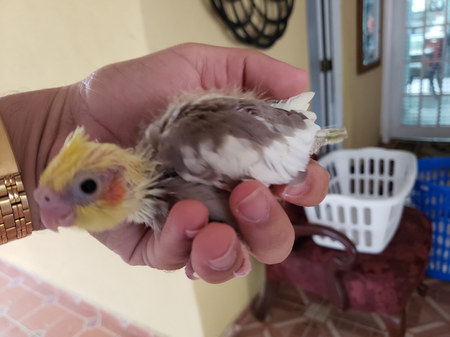 Handfed Baby Cockatiel - Pre Order