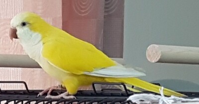 1 Adult  Yellow Quaker Parrot