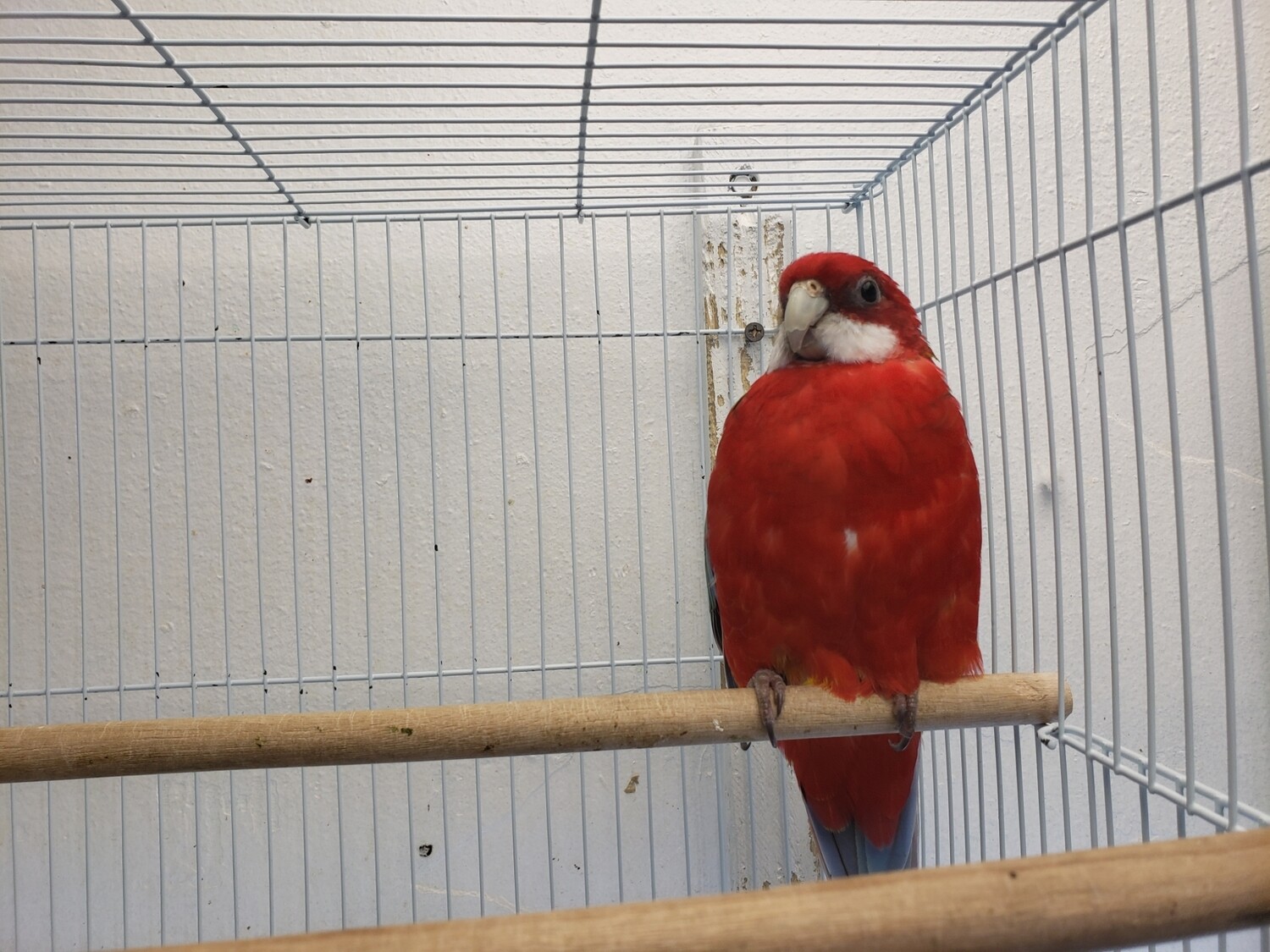 1 Rosella Pair male and female