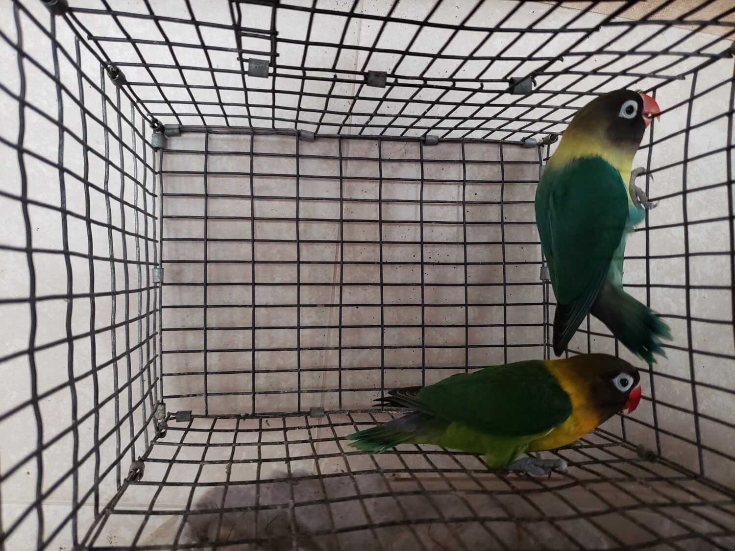 2 black mask Male And Female ( Adults Beautiful )