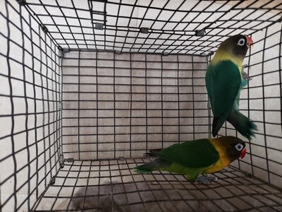 2 black mask Male And Female ( Adults Beautiful )