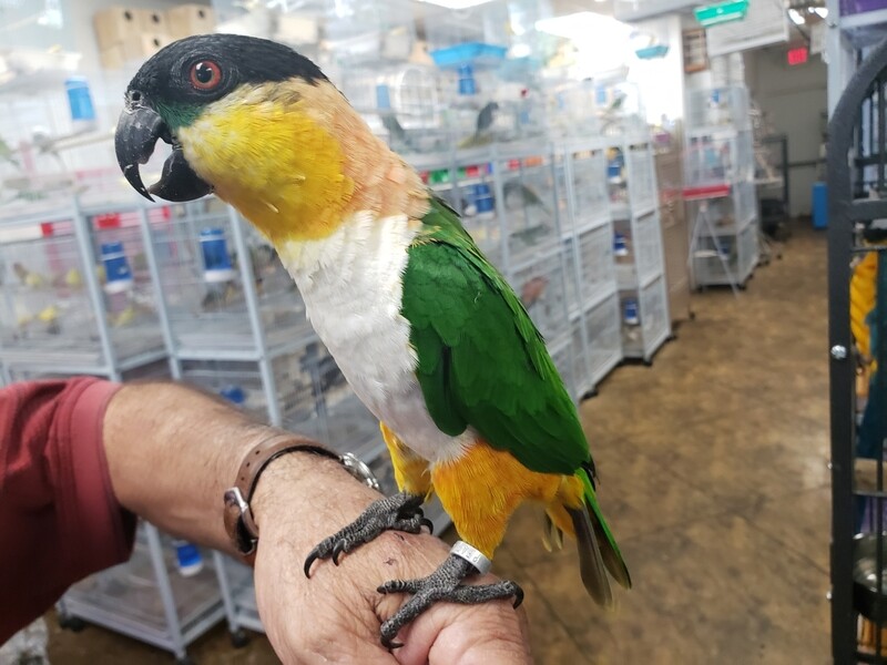 Black Headed Caique