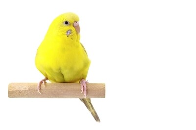 Yellow female Parakeet