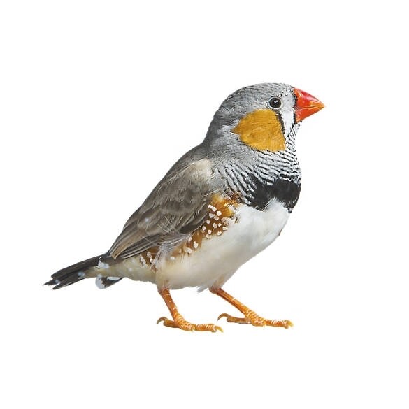 1 Zebra Finch Male