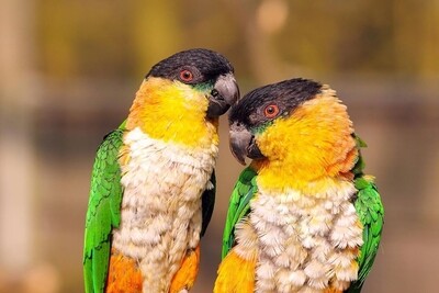 2 Black Headed Caiques Pair Male & Female ( Pre-Order ) 2 Black Headed Caiques Pair Male & Female ( Pre-Order )