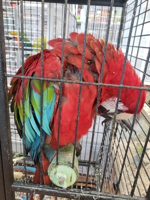 Green wing Macaw adult
