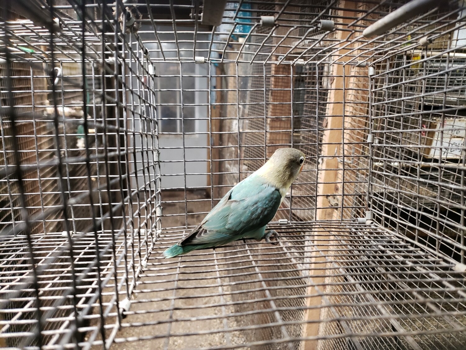 Aqua Fisher Lovebird