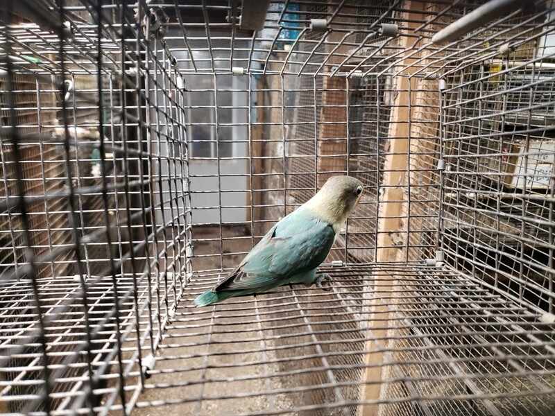 Aqua Fisher Lovebird