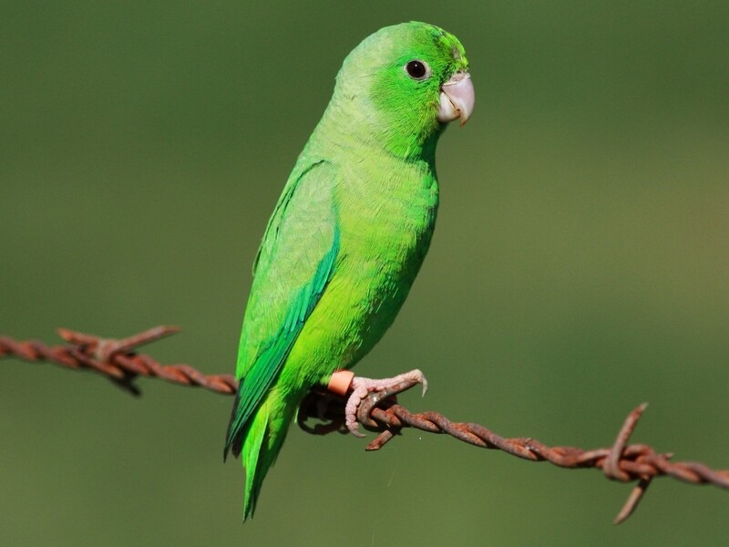 Green Parrotlet male