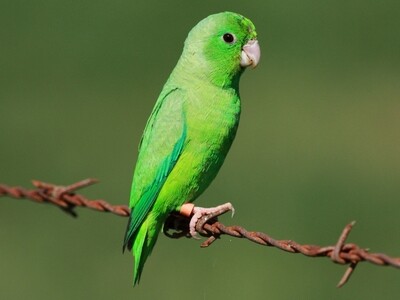 Green Parrotlet male