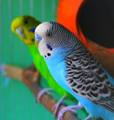 Blue Male Parakeet