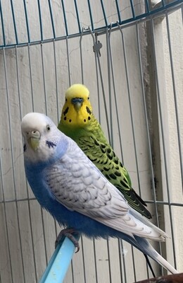 1 parakeet Pair Male And Female