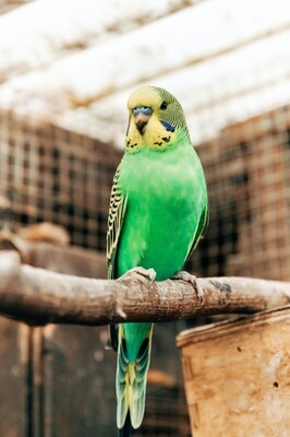 Green Parakeet Male
