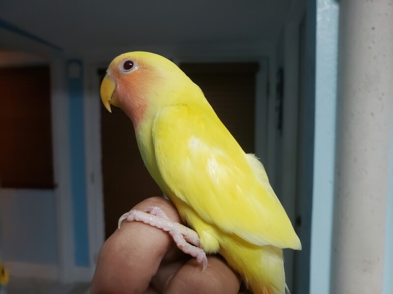 Lutino Yellow Peachface Red eye   Lovebird