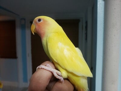 Lutino Yellow Peachface Red eye   Lovebird