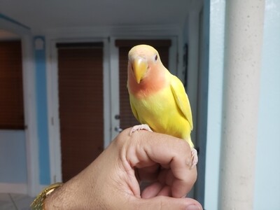 1 Lutino Yellow Peachface Red eye Handtamed  Lovebird
