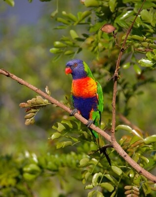 Rainbow Lorikeet 