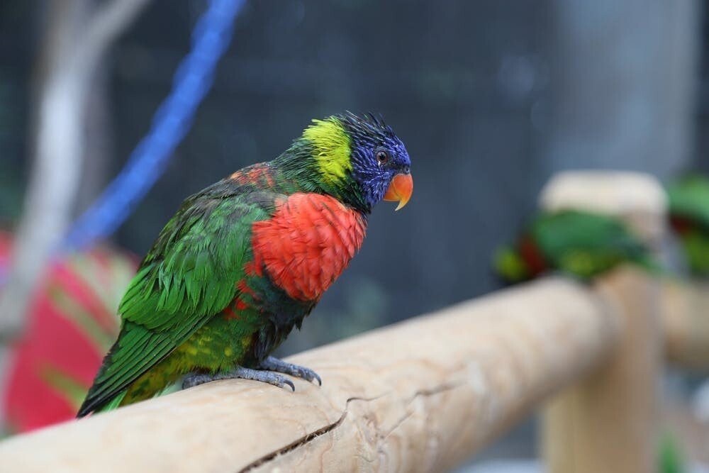 Green Naped Lorikeet 