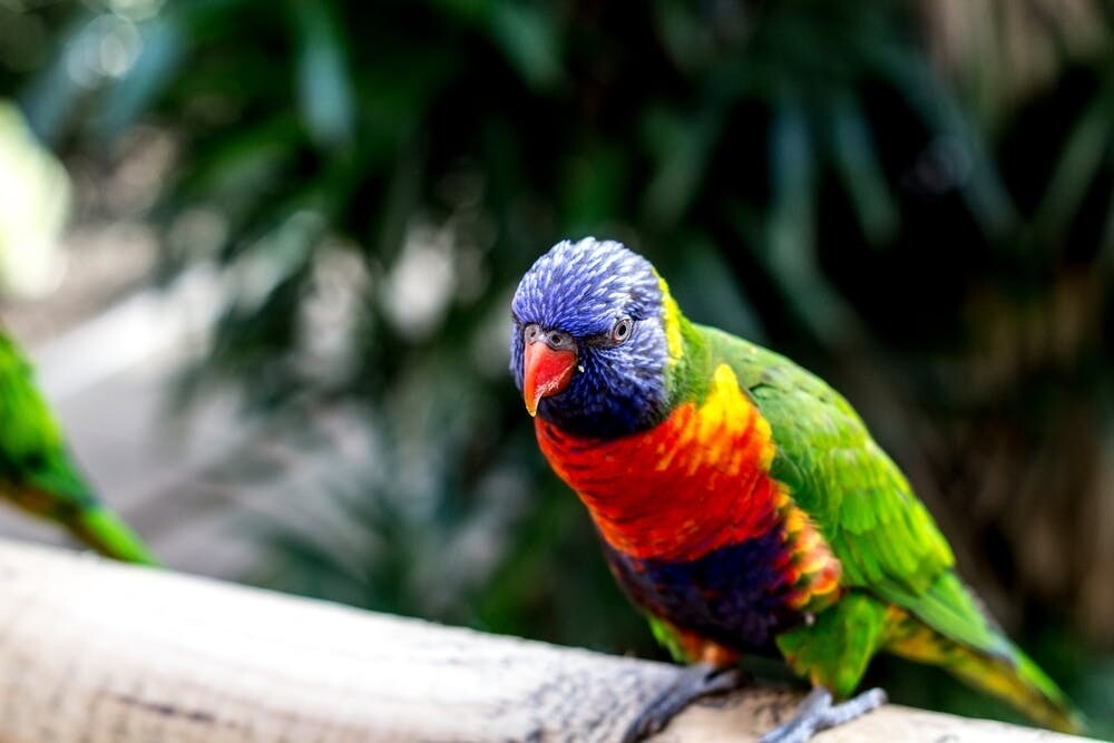Rainbow Lorikeet