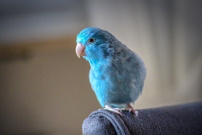 Blue Parrotlet Male